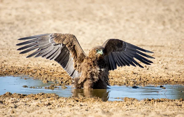 未成熟的 bateleur 鹰 — 图库照片