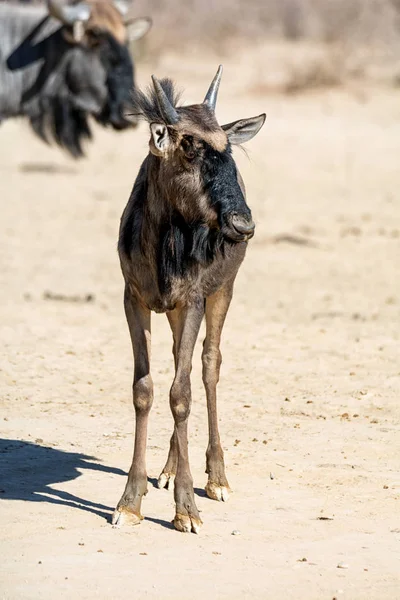 Wildebeest blu immaturo — Foto Stock