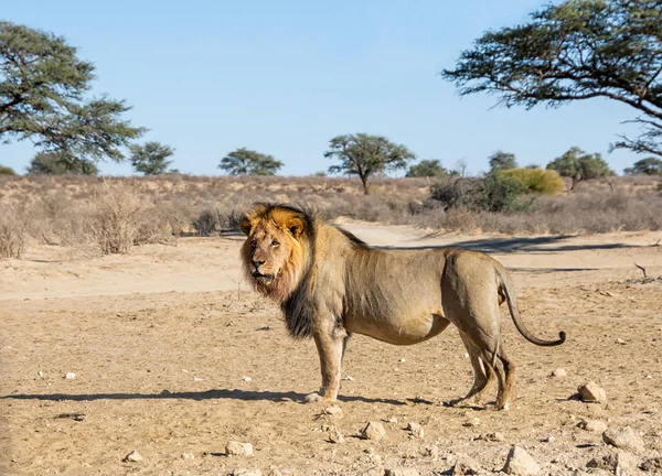 León kalahari macho — Foto de Stock