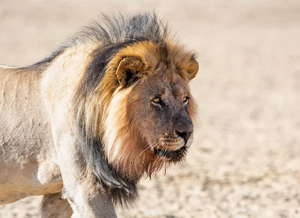 Leone kalahari maschio — Foto Stock