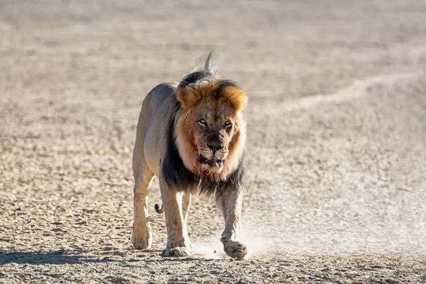 Mannelijke Kalahari Leeuw — Stockfoto