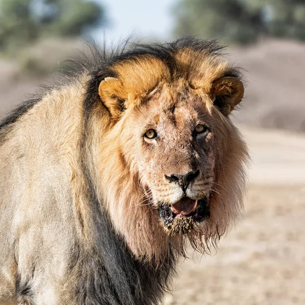 雄性卡拉哈里狮子 — 图库照片