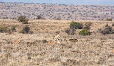 Springboks ve Babunlar