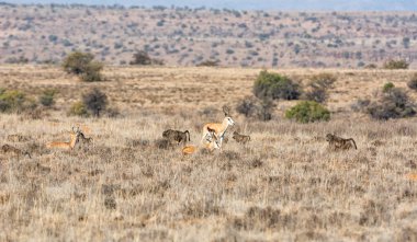 Springboks ve Babunlar