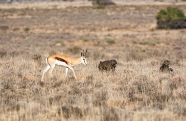 Springboks ve Babunlar