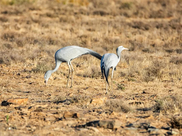 Blue Cranes — Stock Photo, Image