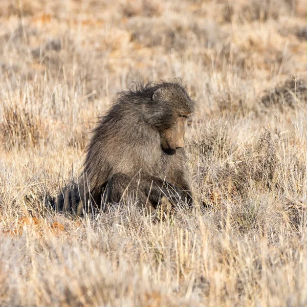 Chacma babon — Stok Foto