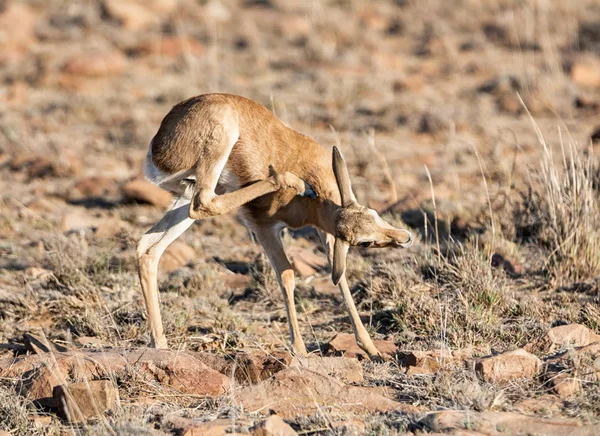 Jungspringbock — Stockfoto