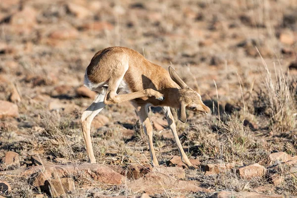 Springbok juvenil — Fotografia de Stock