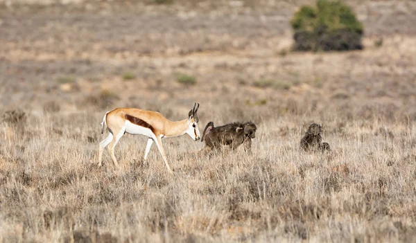 Springboks et babouins — Photo