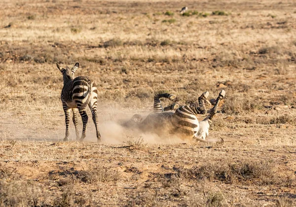 Bagno di polvere di zebra — Foto Stock