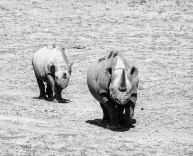 Kara gergedan anne ve yavrusu