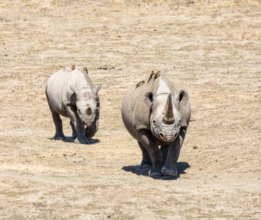 Black Rhino Mother And Calf clipart