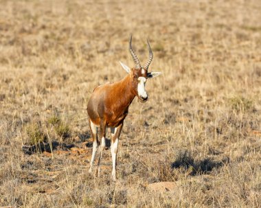 Blesbok antilop