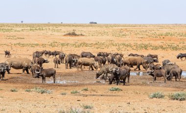 Buffalo ve Beyaz Gergedan 