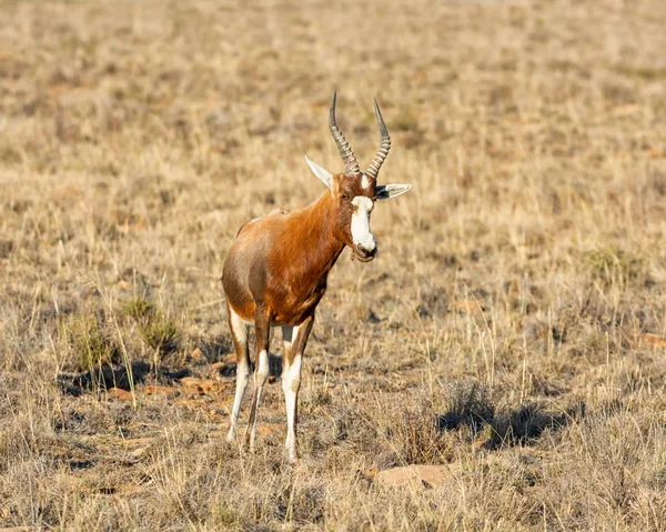 Blesbok antilopa — Stock fotografie