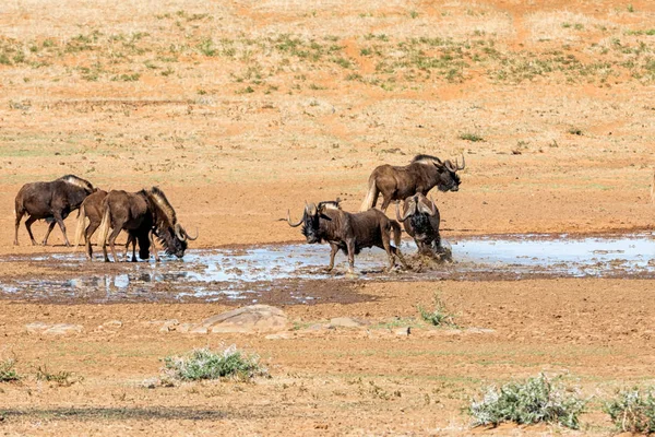 Wildebeest negru — Fotografie, imagine de stoc