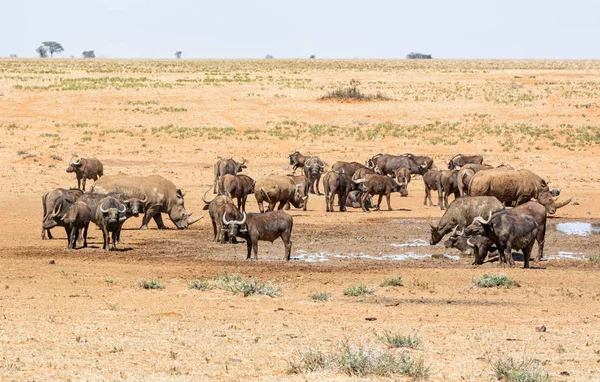 Buffalo en witte neushoorn — Stockfoto