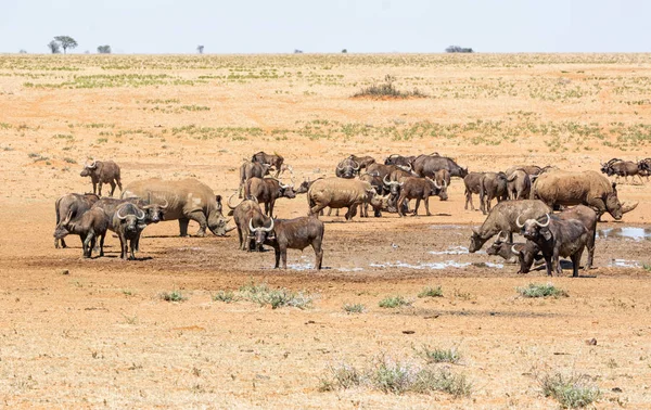 Buffalo ve Beyaz Gergedan 