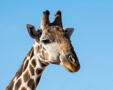 zürafa portre 