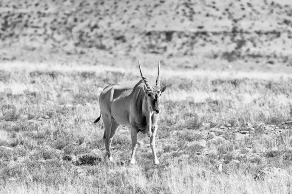 eland antilop