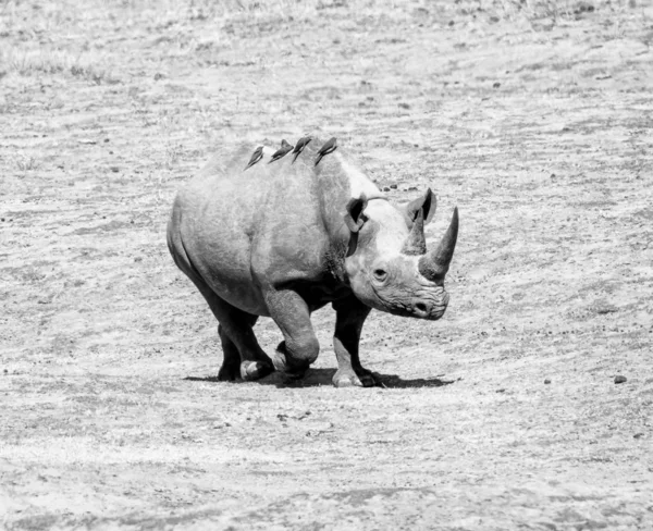 Жіночий чорний носоріг — стокове фото