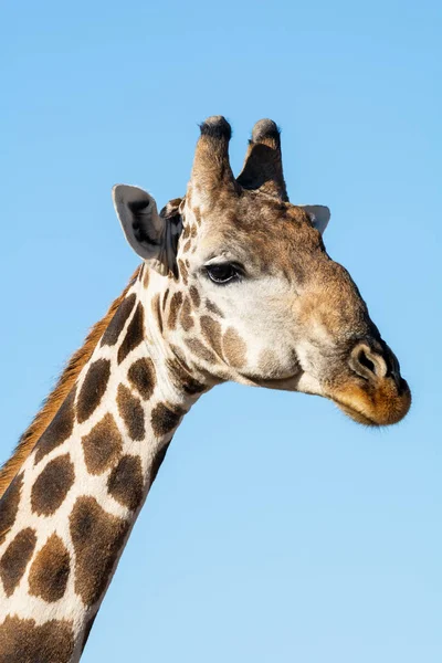 Giraffen-Porträt — Stockfoto