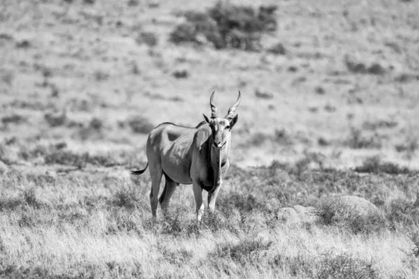 เอลแลนด์ Antelope — ภาพถ่ายสต็อก