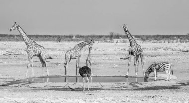 Meşgul sulama delik