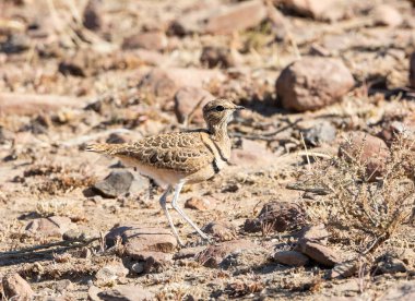 Çift Bantlı ADİYAT