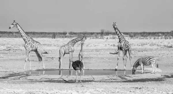 Besetztes Wasserloch — Stockfoto