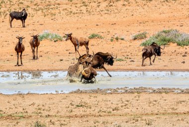 siyah wildebeest