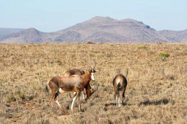 Blesbok antilop