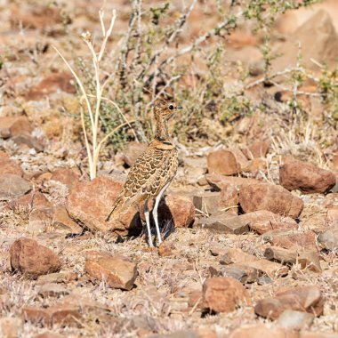 Çift Bantlı ADİYAT