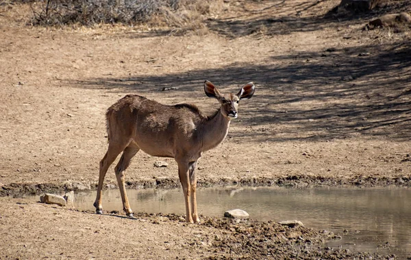 Weibchen kudu — Stockfoto
