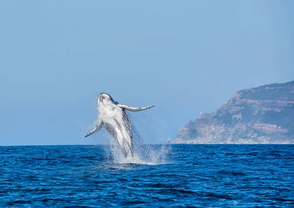 Violación de ballenas jorobadas —  Fotos de Stock