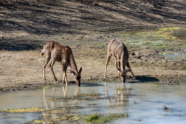 Kvinnliga kudu — Stockfoto