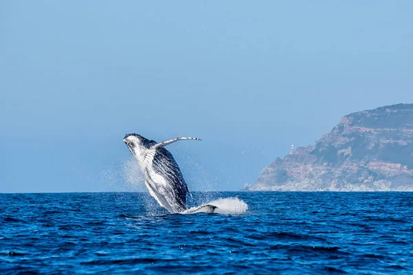 Humpback Whale Breaching — Stock Photo, Image