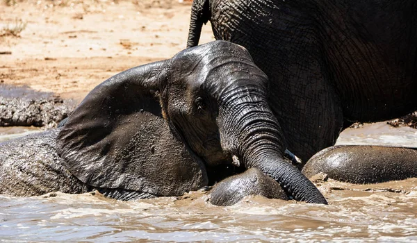 Sloní bahenní lázeň — Stock fotografie