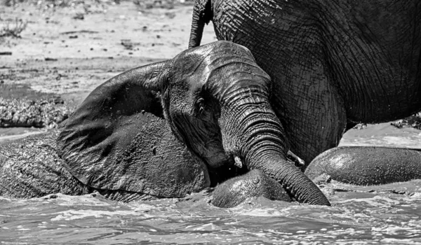 Elephant  Mud Bath