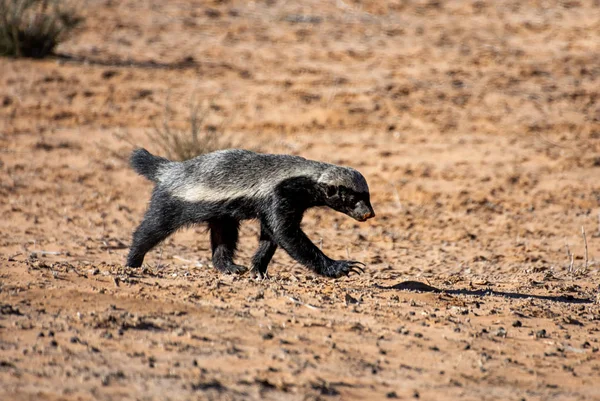 Honey badger — Stockfoto