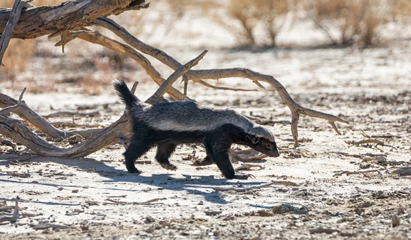 Honey badger — Stock fotografie