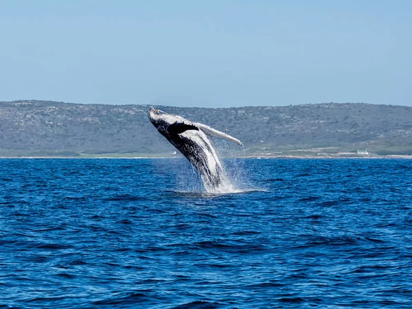 Violación de ballenas jorobadas —  Fotos de Stock