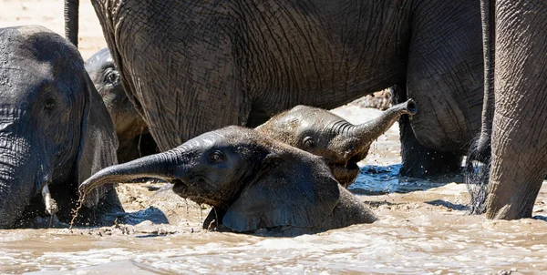 Bagno di fango di vitello elefante — Foto Stock