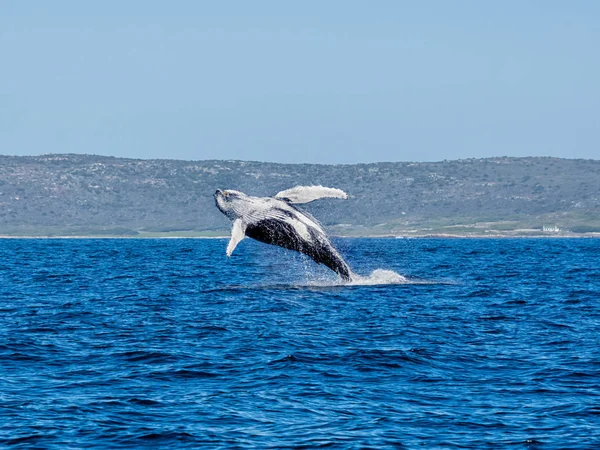 Humpback Whale Breaching — Stock Photo, Image