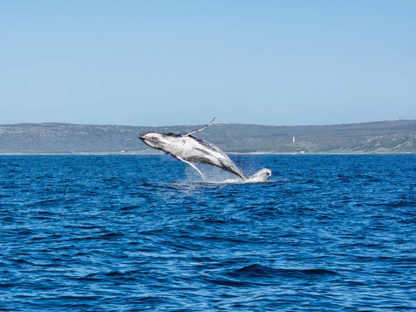 Hosszúszárnyú bálna megsértése — Stock Fotó