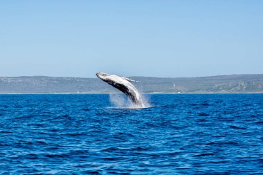 Humpback Whale Breaching clipart