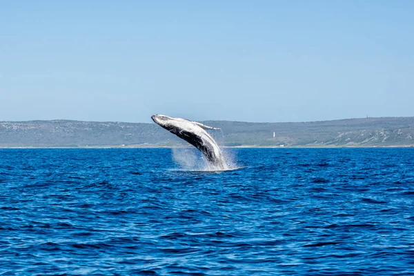 Hosszúszárnyú bálna megsértése — Stock Fotó