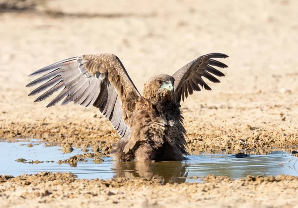 未成熟的 bateleur 鹰 — 图库照片