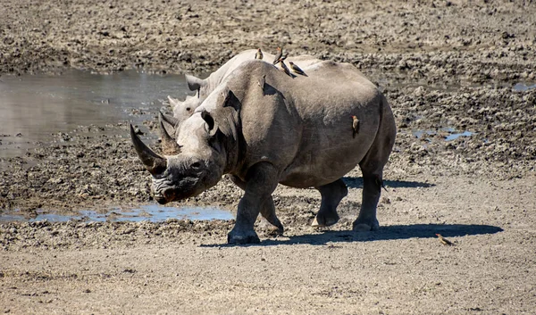 Rinoceronte negro feminino — Fotografia de Stock